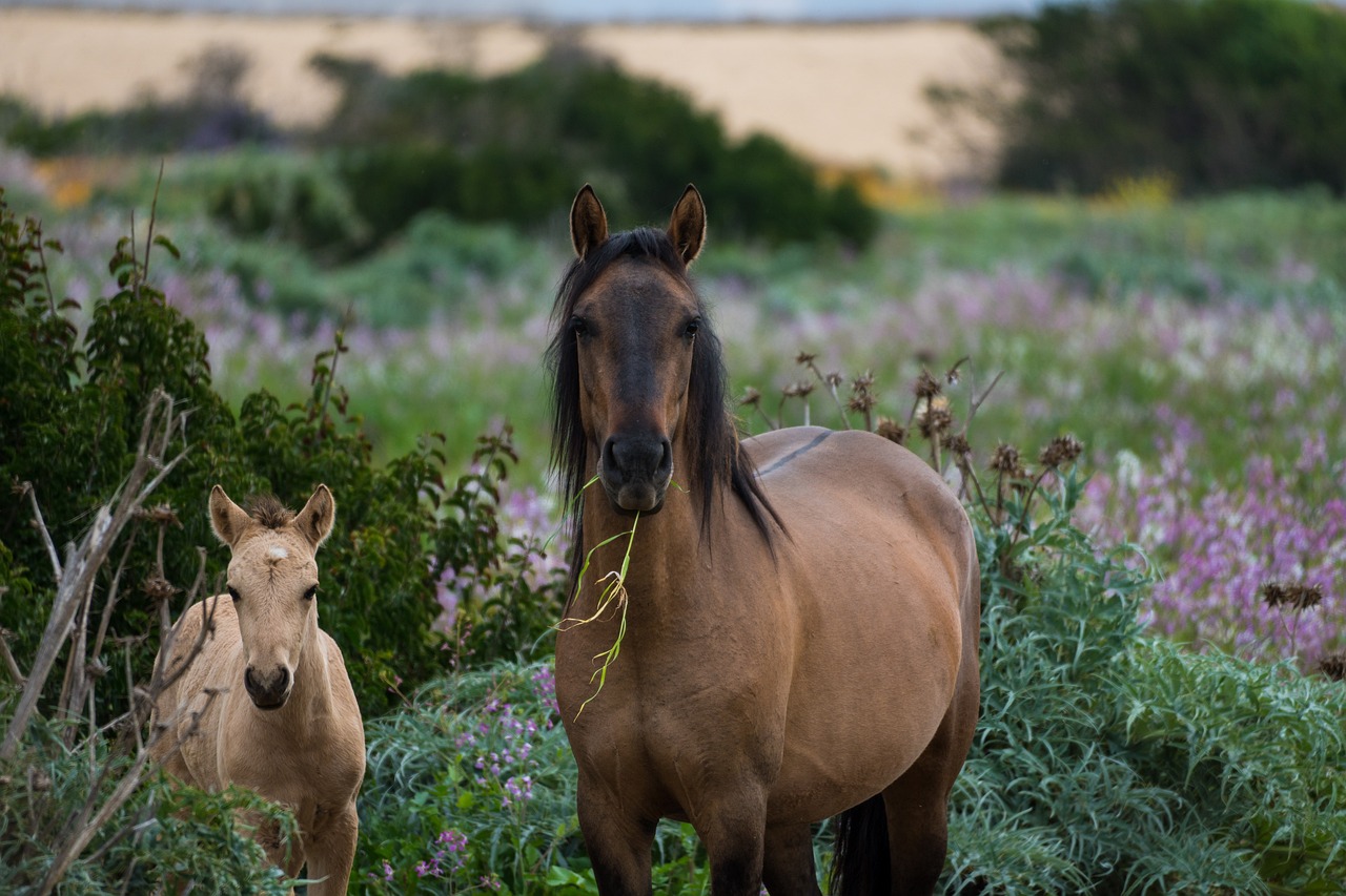 horses, animals, garden-7408393.jpg