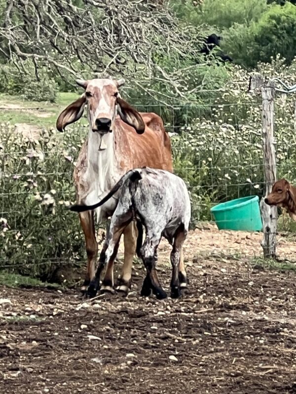 Exotic Brahmans - Image 2