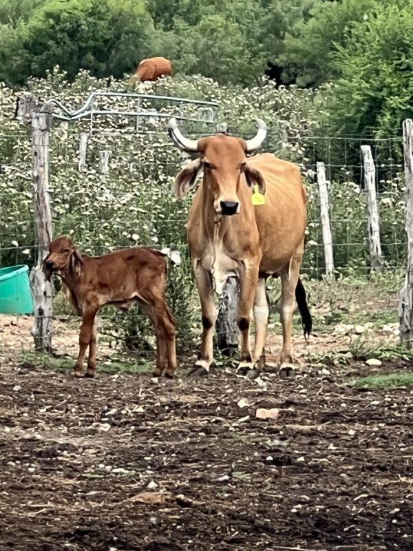 Exotic Brahmans