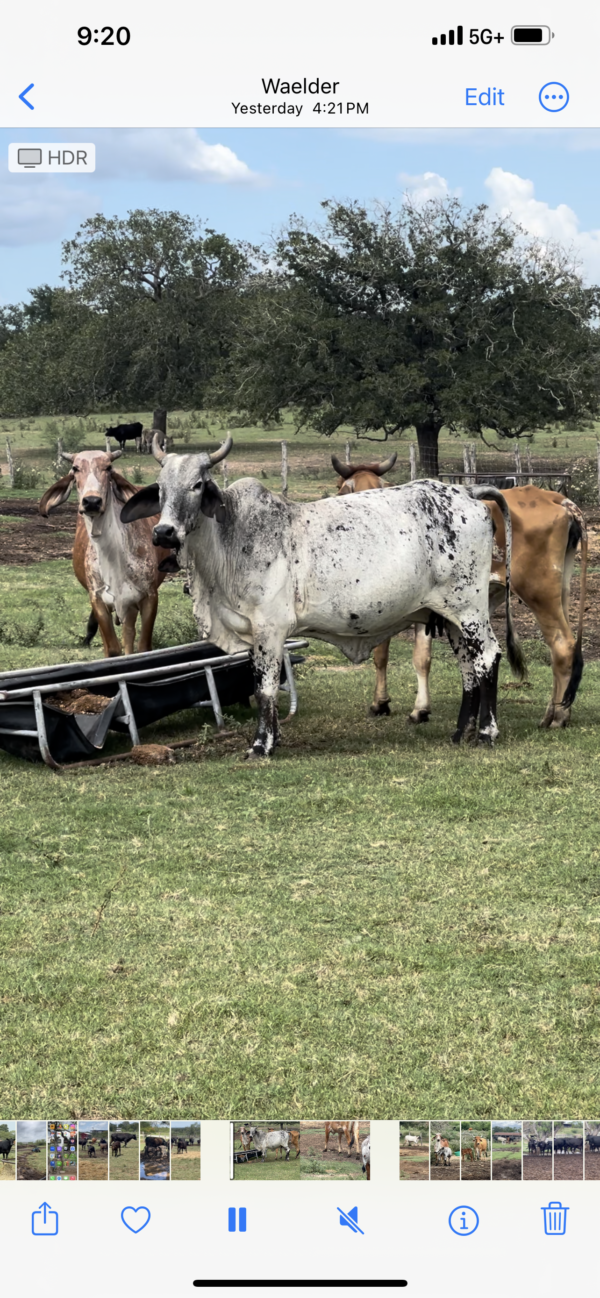 Exotic Brahmans - Image 3