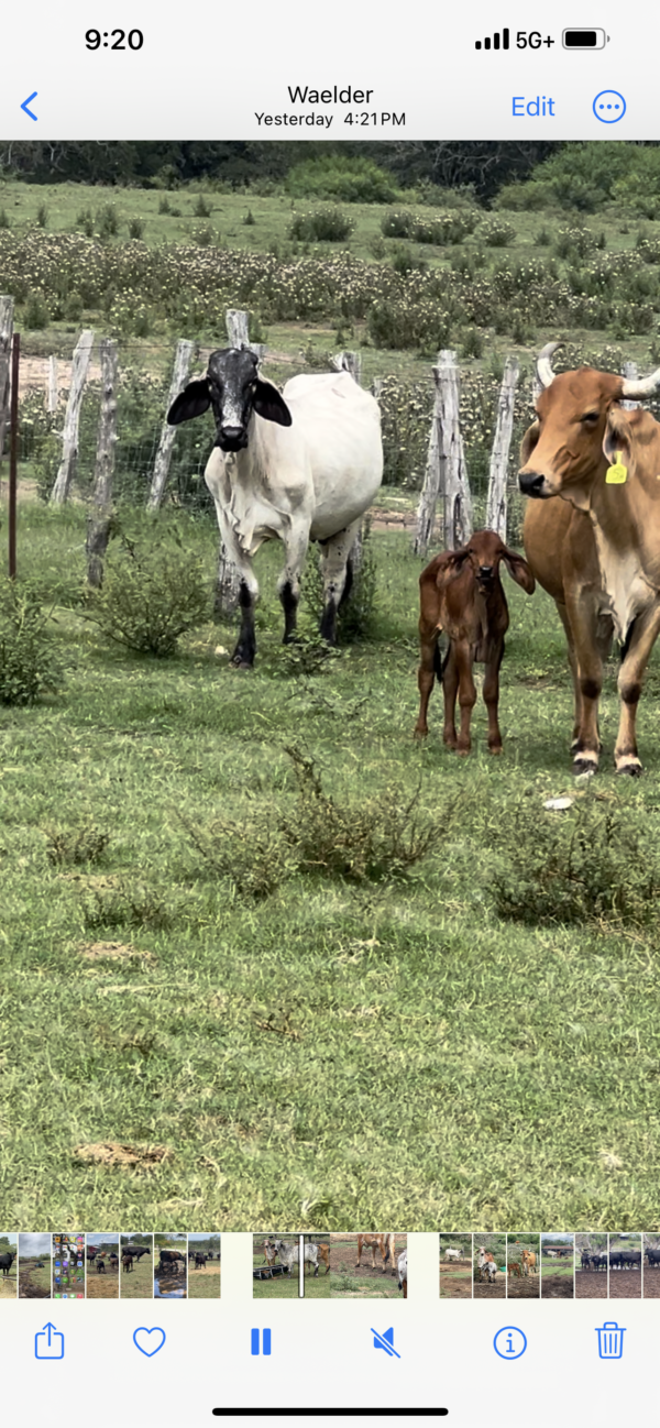 Exotic Brahmans - Image 4