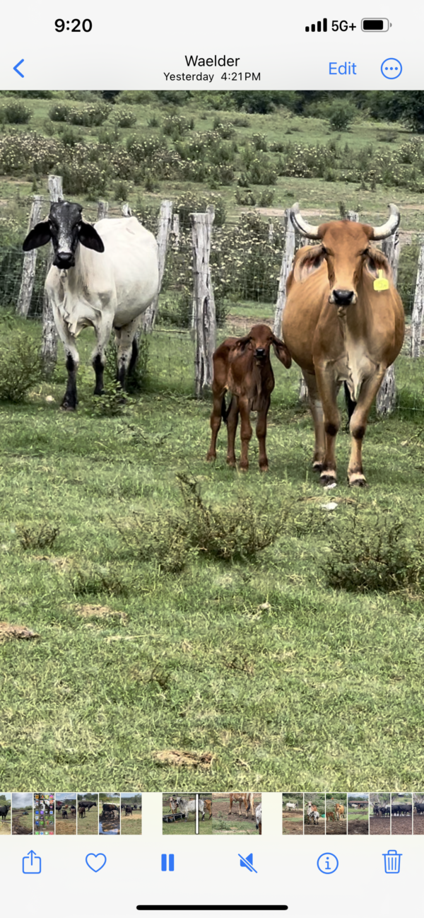 Exotic Brahmans - Image 7