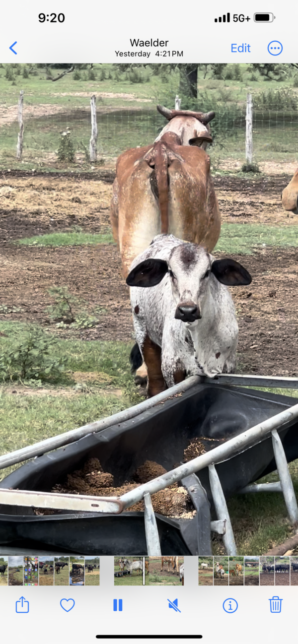 Exotic Brahmans - Image 5