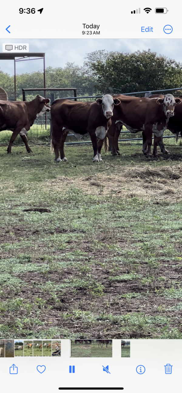 Young open cows - Image 7