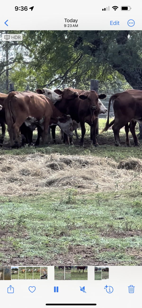 Young open cows - Image 6