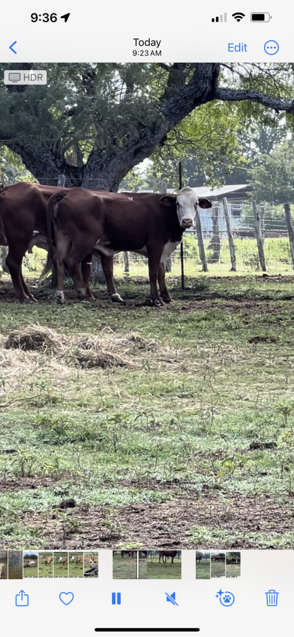 Young open cows - Image 5