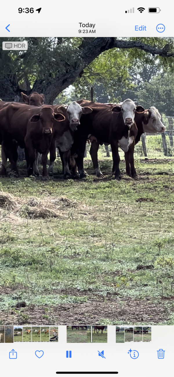 Young open cows