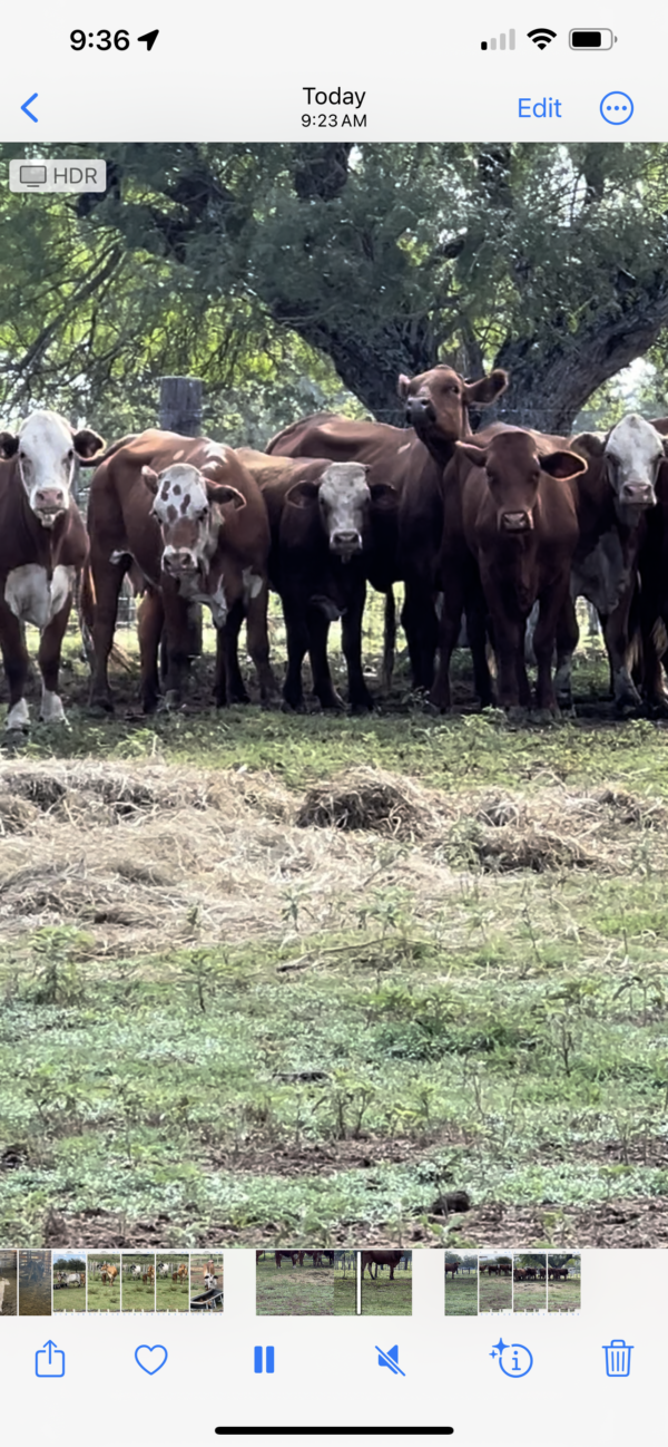 Young open cows - Image 4