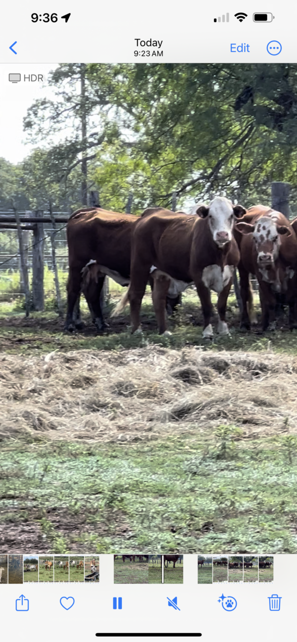 Young open cows - Image 3