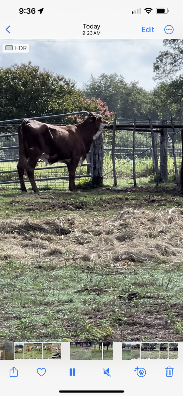 Young open cows - Image 2